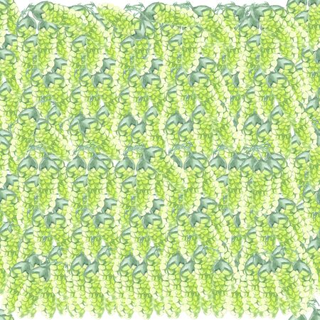 liana cones watercolor on a white background solid hop seamless green patternの写真素材