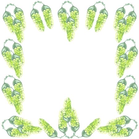 watercolor on white background liana square frame cones green pattern hopsの写真素材