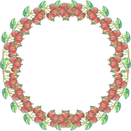 round colored frame of gooseberry berries watercolor on white backgroundの写真素材