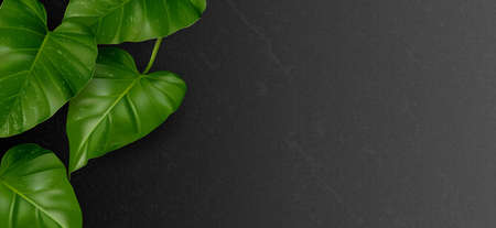 Four green tropical leaves (Philodendron) on black background, located on the left. Empty space for text. Realistic vector illustration.のイラスト素材