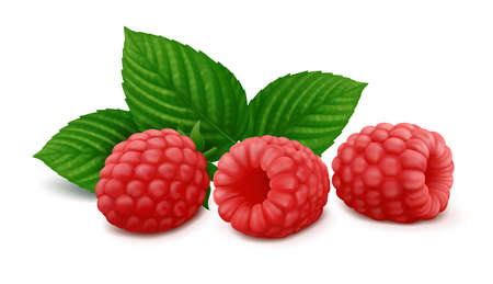 Three lying raspberry fruits with green leaves. Isolated on white background. Realistic vector illustration.のイラスト素材