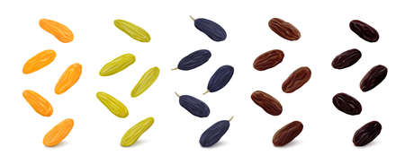 Jumbo golden, green Kashmari, blue, brown Thompson and black Flame raisins hang in the air isolated on white background. Realistic vector illustration.のイラスト素材