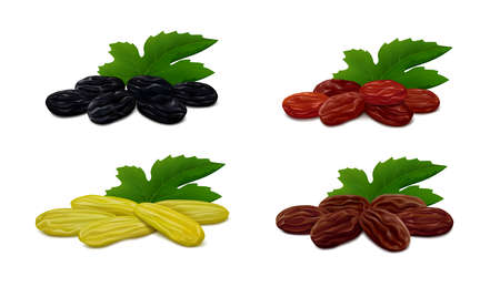 Heaps of raisins with leaf isolated on white background. Collection of different types of dry grapes (small black Zante currant, green Kashmari, brown Thompson and red Afghan). Realistic vector.のイラスト素材