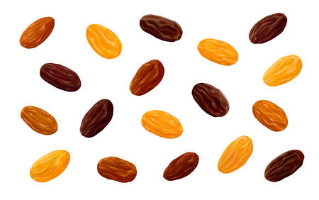 Sultanas, Golden and brown Thompson raisins isolated on white background. Realistic vector illustration.のイラスト素材