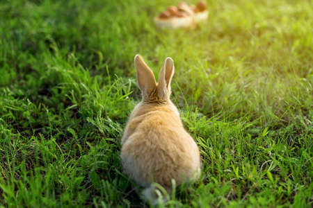 red rabbit is chewing the green grass. food for rabbits.の写真素材