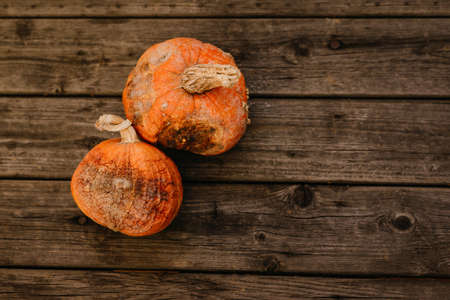 Spoiled rotten pumpkins on a wooden background. Bad holiday concept.の写真素材