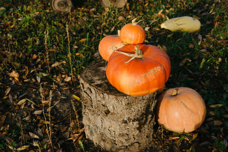 Halloween. thanksgiving day. Harvest of pumpkins on the lawn at home on a Sunny day.の写真素材