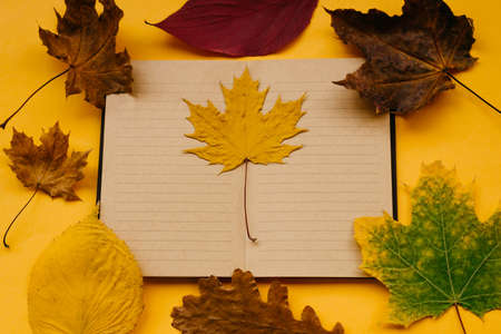 Autumn leaves of maple, oak, Notepad on a yellow background. Concept of autumn. Copy space.の写真素材
