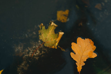 Autumn maple leaves in puddle. Autumn atmosphere image. Maple leaves on water backdrop. Fall season...