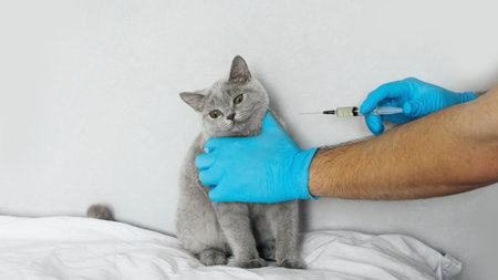 Vet wearing medical gloves examining a cat. Kitten at veterinarian doctor. Animal clinic. Pet check up and vaccination. Health care.の写真素材