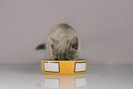 Gray British kitten drinks water and eats from a yellow ceramic plate isolated on a gray background. Color 2021.の写真素材