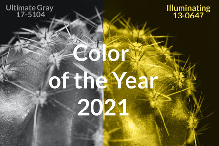 Prickly cactus on black background, close up. Colors yellow and gray, Color of the year of 2021 Illuminating, Ultimate Gray.の写真素材