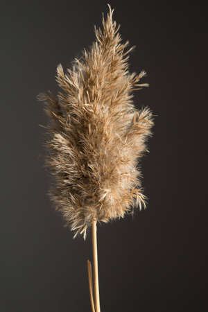 Dry reed on the table, reed seeds. Golden reed grass in a vase in the kitchen in the sun. Abstract natural background. Beautiful pattern with neutral colors. Minimal, stylish, trend concept.の写真素材