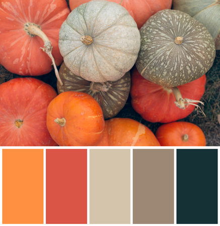 Color Palette on the Background of Pumpkins. Thanksgiving and Halloween Holiday Conceptの写真素材