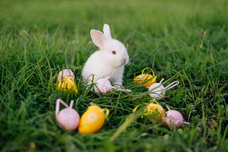 White Easter bunny collects yellow and pink eggs sitting on the grass. Happy Easter.の写真素材
