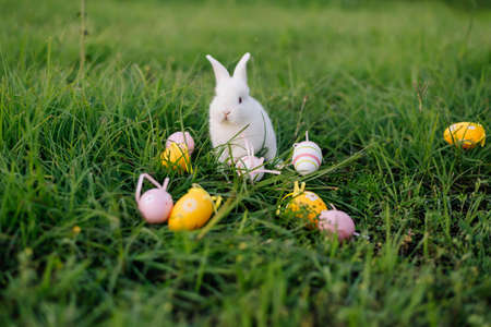 White Easter bunny collects yellow and pink eggs sitting on the grass. Happy Easter.の写真素材