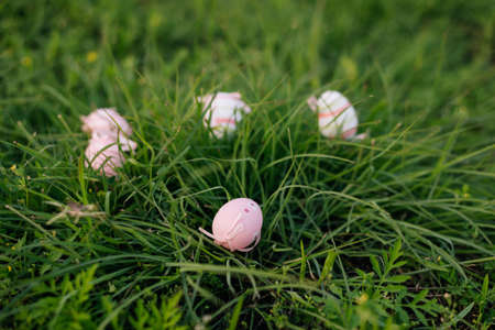 Collects pink Easter eggs on the grass. Happy Easter.の写真素材