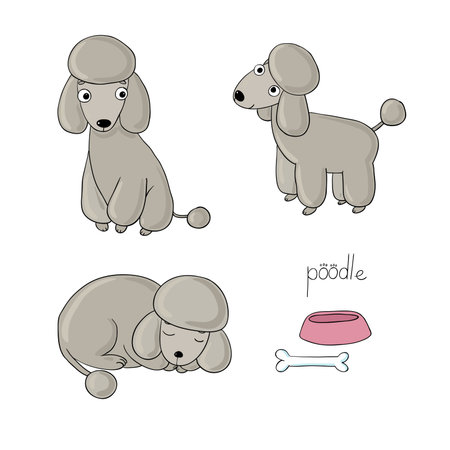 Set of cute poodle illustration in different poses. Portrait of a dog for decoration and design. Vector illustration.のイラスト素材