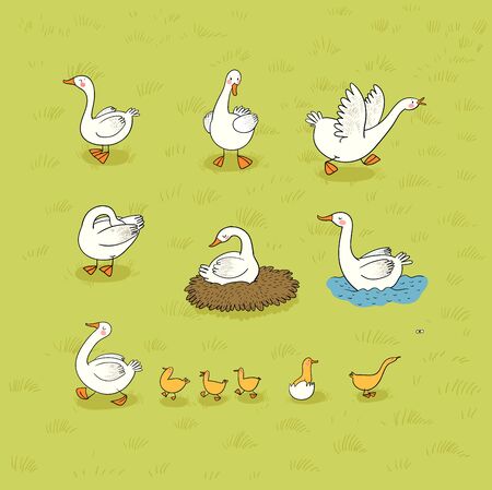Set with Goose and ducks, nest and eggs. Farm animals.のイラスト素材
