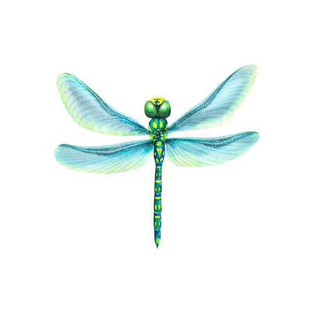 Watercolor illustration of a dragonfly with blue wings. The flying insect is bright and very beautiful. Isolated. For decoration, design, postcards, posters, patterns, decoration of anythingの写真素材