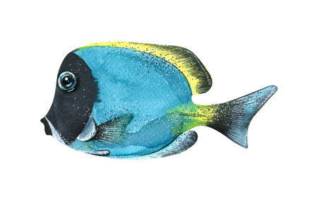 Watercolor illustration of a tropical marine fish isolated. Bright, coral, aquarium, blue. For...