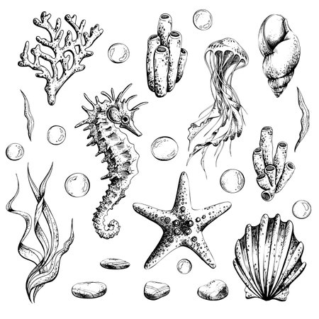 Marine set of isolated illustrations on a white background seahorse, jellyfish, shells, algae, corals, bubbles, pebbles and starfish. Hand drawn illustration in graphics, EPS vector file.のイラスト素材