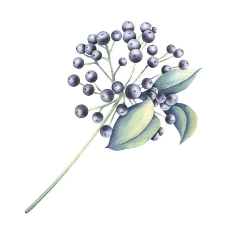 Decorative blue berries with leaves, sprig for adding to bouquets with flowers. Hand-drawn watercolor illustration. Isolated object on a white background.の写真素材