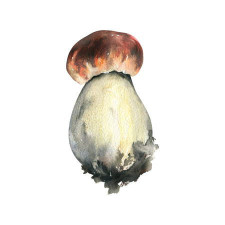 Forest edible mushroom boletus with an orange cap and moss on a stem. Watercolor illustration, hand drawn. For recipes, packaging, autumn festival, harvest. Isolated object on a white background.の写真素材