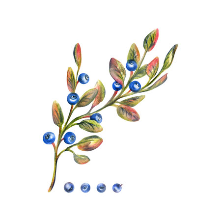 Twig with leaves and blueberries, wild, forest berries, autumn. Watercolor illustration, hand drawn. Isolated object on a white background.の写真素材