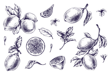 Lemons juicy, ripe with leaves, flower buds on the branches, whole and slices. Graphic botanical illustration hand drawn in blue ink. Set of isolated objects EPS vector.のイラスト素材