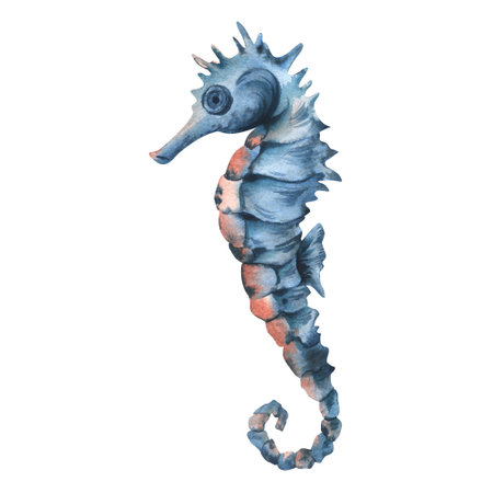 Blue seahorse with fin in turquoise and coral colors. Hand drawn watercolor illustration. Sea animals, underwater world, seafood. Isolated object on a white background for decoration and design.の写真素材
