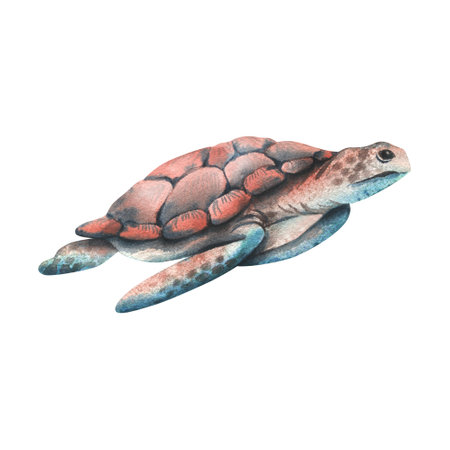 Sea turtle of coral and turquoise, blue color. Hand drawn watercolor illustration. Underwater world, sea clipart for decoration and design. Isolated element on white background.の写真素材