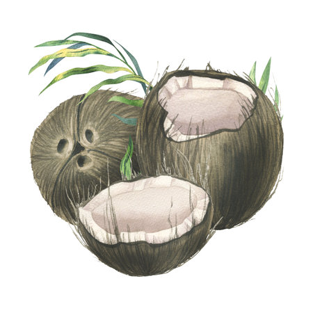 Coconuts whole, halves and pieces with bright, green, tropical palm leaves. Hand drawn watercolor illustration. Pre-made composition isolated from the background.の写真素材