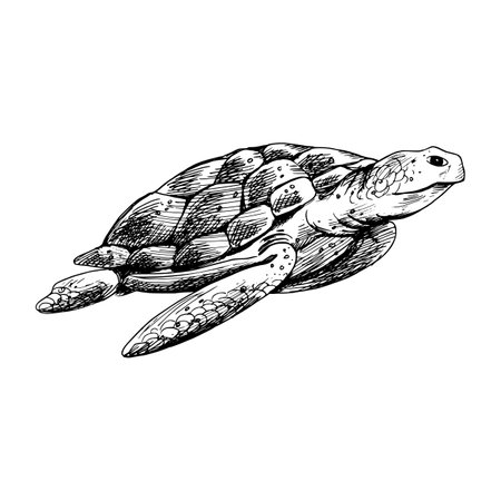 Underwater world clipart with turtle. Graphic illustration hand drawn in black ink. Isolated object EPS vector.のイラスト素材