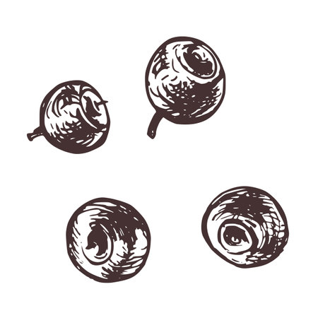 Blueberries, wild, forest berries, autumn. Graphic botanical illustration hand drawn in brown ink. Set of isolated objectsのイラスト素材