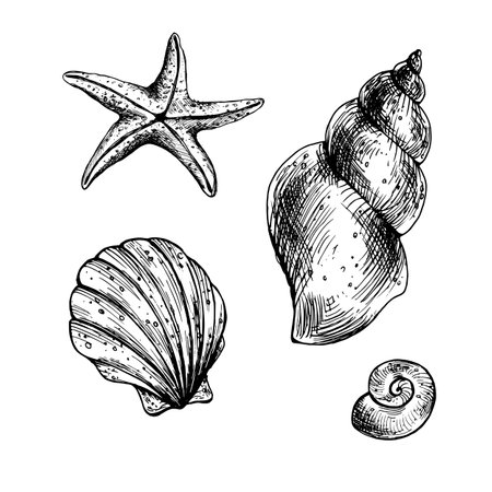 Seashells in coral, turquoise and blue colors. Graphic illustration hand drawn in black ink. A set isolated elements EPS vector. Underwater world, sea clipart for decoration and design.のイラスト素材