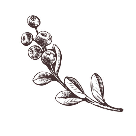 Cranberry sprig with berries and leaves, forest, wild berry. Graphic botanical illustration hand drawn in brown ink. Isolated objectsのイラスト素材