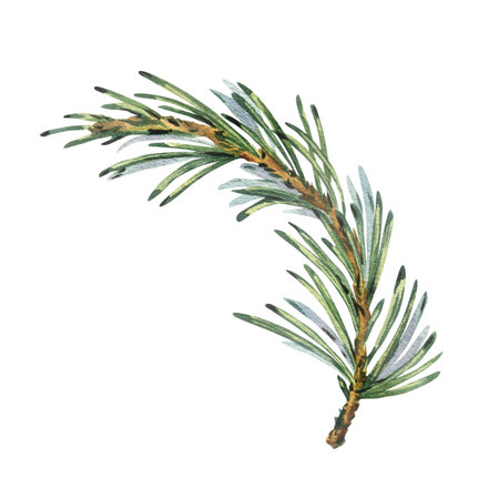 Pine branch with green needles, forest plants for winter and christmas decor. Watercolor illustration, hand drawn. Isolated object on a white background.の写真素材