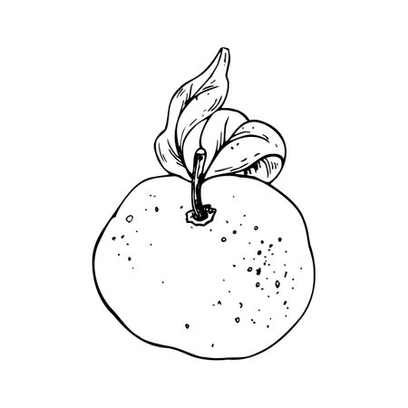 Orange, tangerine with branch and leaves, citrus tropical fruit. Line art is a simple hand-drawn illustration in black and white ink. Isolated vector EPS object.のイラスト素材