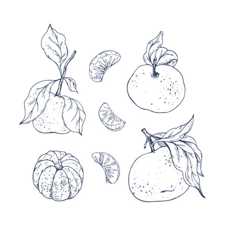 Orange tangerines with green branch and leaves, citrus tropical fruit, whole, peeled and slices. Graphic illustration hand drawn in black ink. Set of isolated objects EPS vector.のイラスト素材