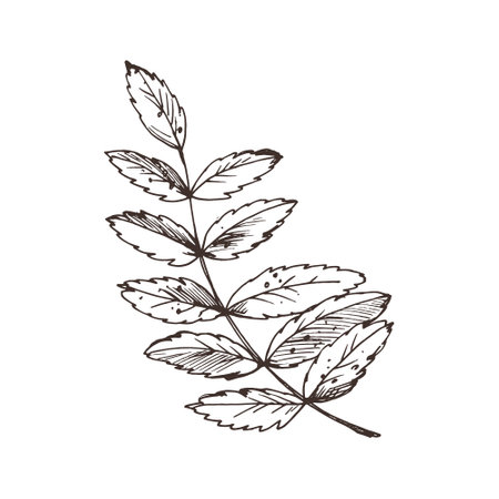 Rowan leaves single object. Line art graphic hand drawn brown ink monochrome. Isolated EPS element vector illustrationのイラスト素材