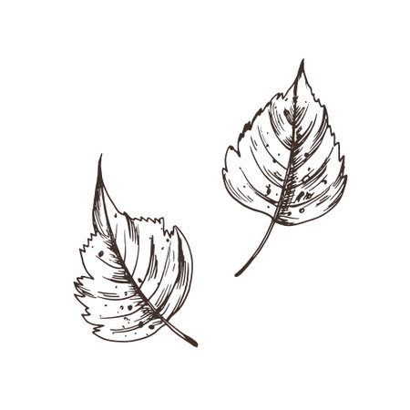 Two autumn birch leaves with spots. Line art graphic hand drawn brown ink monochrome. Set of isolated EPS elements vector illustrationのイラスト素材