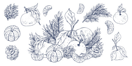 Orange tangerines whole, peeled and sliced with pine branch and cones. Christmas, New Year, Graphic illustration hand drawn in black ink. A set of separate isolated elements of objects EPS vector.のイラスト素材