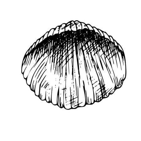 Underwater world clipart with seashell. Graphic illustration hand drawn in black ink. Isolated single object EPS vectorのイラスト素材