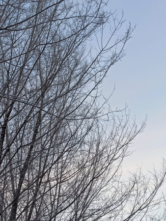 tree, sky, winter, nature, forest, trees, branch, snow, blue, branches, seasonの写真素材