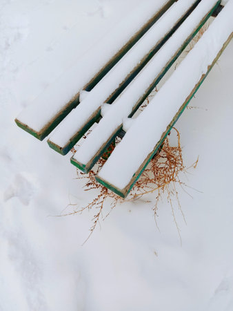 winter, snow, tree, ice, nature, cold, white, branch, plant, frost
