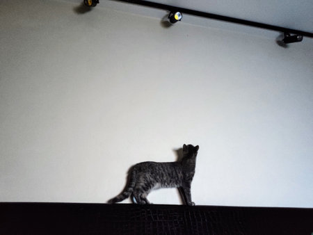 cat, animal, pet, kitten, cute, feline, domestic, fur, kitty, mammal, tabby, nature, animals, young, cats, grayの写真素材