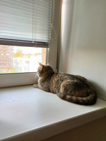 cat, animal, pet, kitten, cute, feline, window, domestic, kittyの写真素材