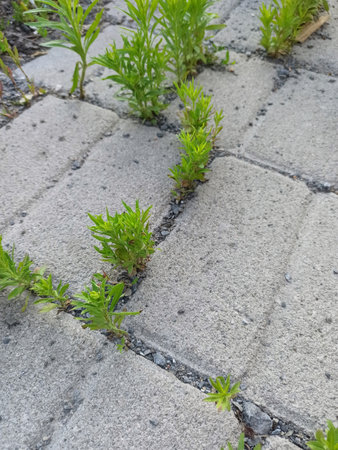 road, asphalt path, street, nature, way, landscape, grass, garden, stoneの写真素材