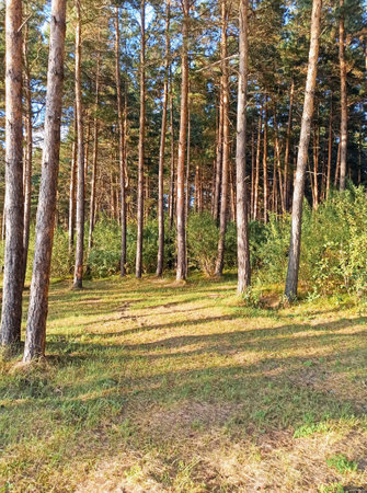 pine forest in autumnの写真素材